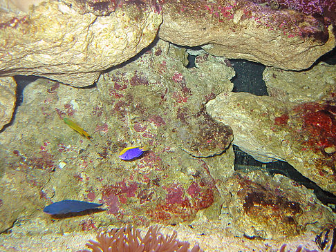Aquarium - Neusüdwales (Sydney)