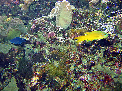 Aquarium
