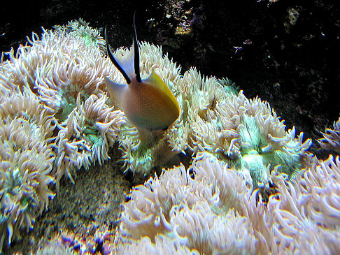 Foto Aquarium - Sydney