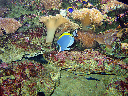 Fotos Aquarium | Sydney