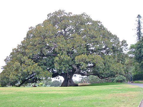 Baum - Neusüdwales (Sydney)