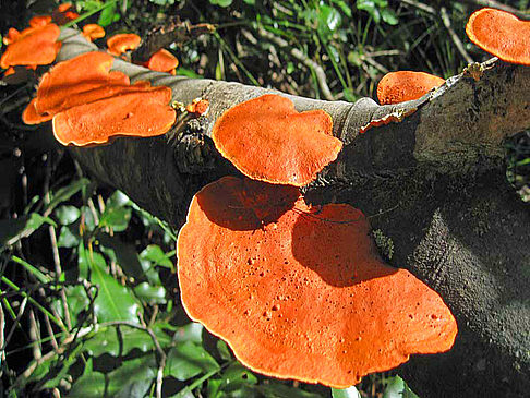 Royal National Park Impressionen Attraktion  