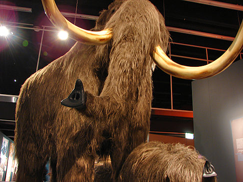 Australian Museum Bildansicht Reiseführer  