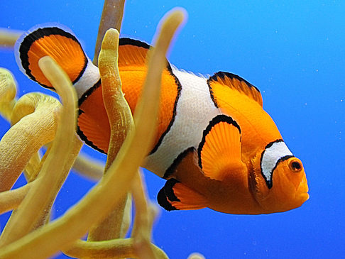 Sydney Aquarium